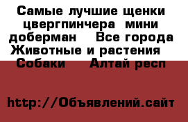 Самые лучшие щенки цвергпинчера (мини доберман) - Все города Животные и растения » Собаки   . Алтай респ.